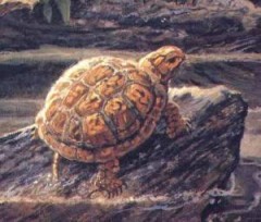Рассказ старая черепаха
